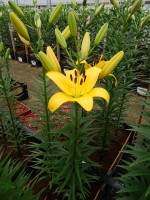 [5125 Yellow Diamond DJ No02.JPG]